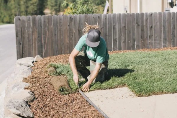 Crew member unrolling fresh sod along a bark mulch border