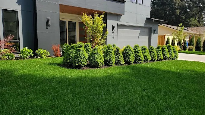 Healthy front lawn with neatly trimmed shrubs